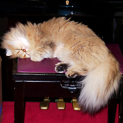 猫, チンチラ・ゴールデン, 来夢