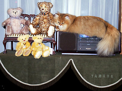 猫, チンチラ・ゴールデン, 来夢