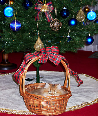 猫, チンチラ・ゴールデン, 来夢