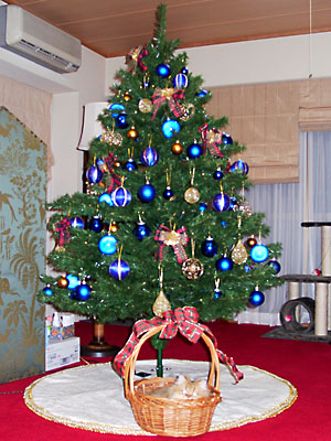 猫, チンチラ・ゴールデン, 来夢