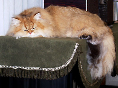 猫, チンチラ・ゴールデン, 来夢