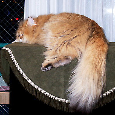 猫, チンチラ・ゴールデン, 来夢