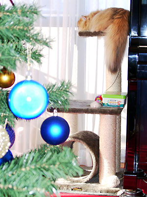 猫, チンチラ・ゴールデン, 来夢