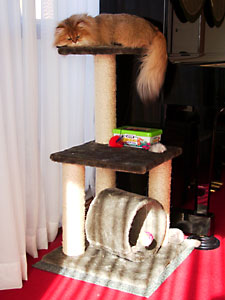 猫, チンチラ・ゴールデン, 来夢