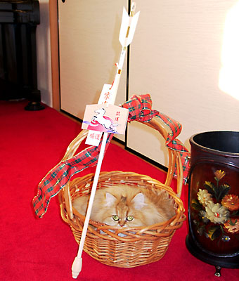 猫, チンチラ・ゴールデン, 来夢, 来喜