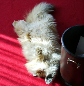 猫, チンチラ・ゴールデン, 来夢, 来喜