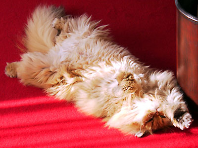 猫, チンチラ・ゴールデン, 来夢, 来喜