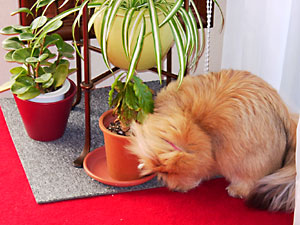 猫, チンチラ・ゴールデン, 来夢, 来喜