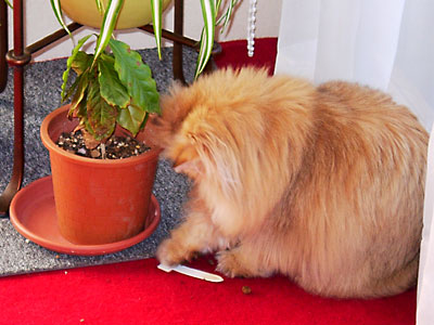 猫, チンチラ・ゴールデン, 来夢, 来喜