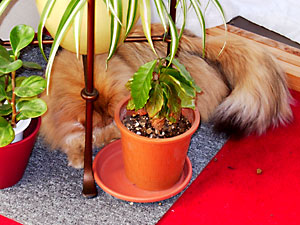 猫, チンチラ・ゴールデン, 来夢, 来喜