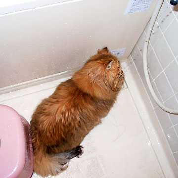 猫, チンチラ・ゴールデン, 来夢, 来喜