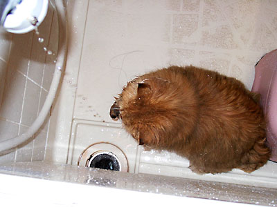 猫, チンチラ・ゴールデン, 来夢, 来喜