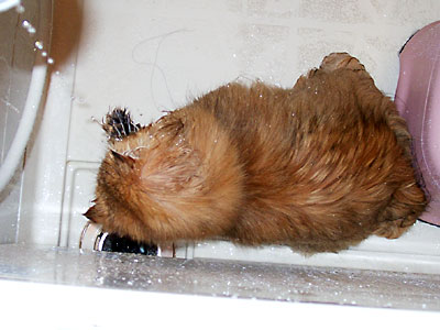 猫, チンチラ・ゴールデン, 来夢, 来喜