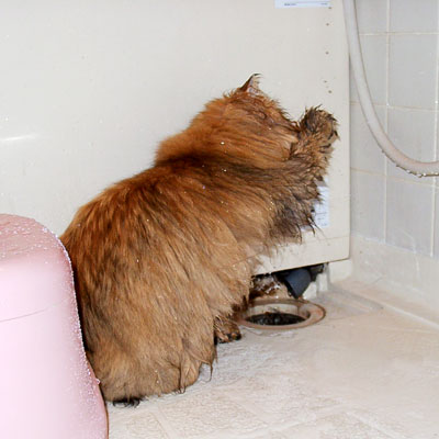 猫, チンチラ・ゴールデン, 来夢, 来喜