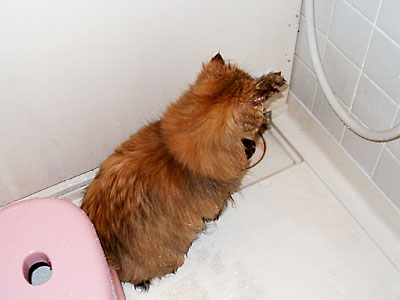 猫, チンチラ・ゴールデン, 来夢, 来喜