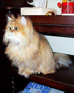 猫, チンチラ・ゴールデン, 来夢, 来喜