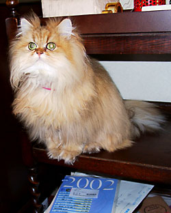 猫, チンチラ・ゴールデン, 来夢, 来喜