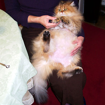 猫, チンチラ・ゴールデン, 来夢, 来喜