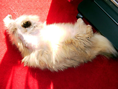 猫, チンチラ・ゴールデン, 来夢, 来喜