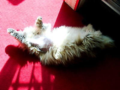 猫, チンチラ・ゴールデン, 来夢, 来喜