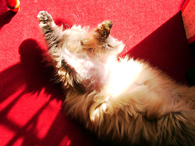 猫, チンチラ・ゴールデン, 来夢, 来喜