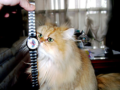 猫, チンチラ・ゴールデン, 来夢, 来喜