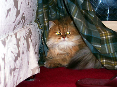 猫, チンチラ・ゴールデン, 来夢, 来喜