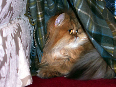 猫, チンチラ・ゴールデン, 来夢, 来喜