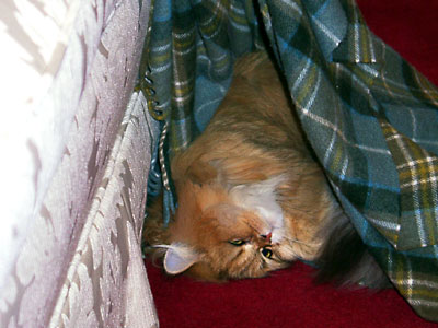 猫, チンチラ・ゴールデン, 来夢, 来喜