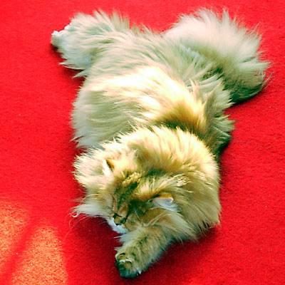 猫, チンチラ・ゴールデン, 来夢, 来喜