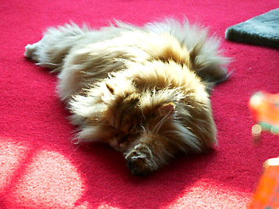 猫, チンチラ・ゴールデン, 来夢, 来喜