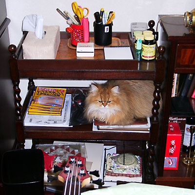 猫, チンチラ・ゴールデン, 来夢, 来喜