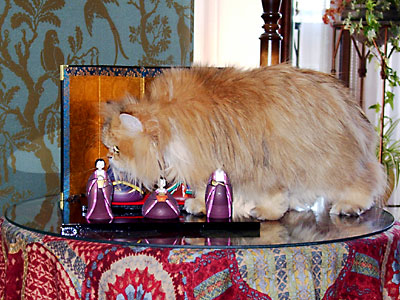 猫, チンチラ・ゴールデン, 来夢, 来喜