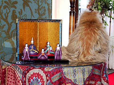 猫, チンチラ・ゴールデン, 来夢, 来喜