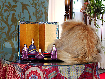 猫, チンチラ・ゴールデン, 来夢, 来喜