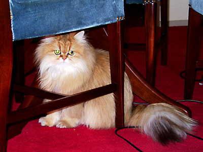 猫, チンチラ・ゴールデン, 来夢, 来喜