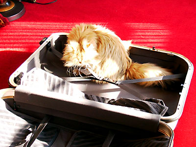 猫, チンチラ・ゴールデン, 来夢, 来喜