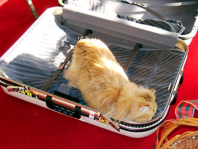 猫, チンチラ・ゴールデン, 来夢, 来喜