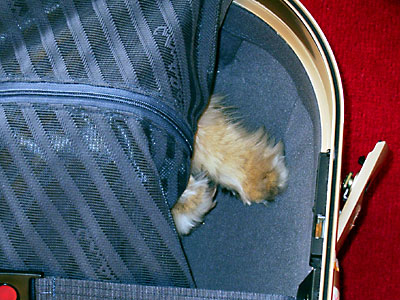 猫, チンチラ・ゴールデン, 来夢, 来喜