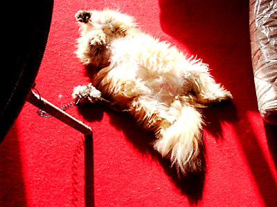 猫, チンチラ・ゴールデン, 来夢, 来喜