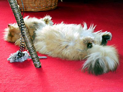 猫, チンチラ・ゴールデン, 来夢, 来喜