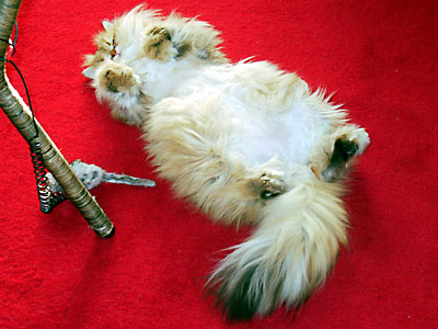 猫, チンチラ・ゴールデン, 来夢, 来喜