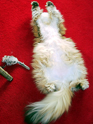 猫, チンチラ・ゴールデン, 来夢, 来喜