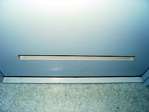 猫, チンチラ・ゴールデン, 来夢, 来喜