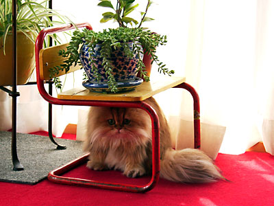 猫, チンチラ・ゴールデン, 来夢, 来喜