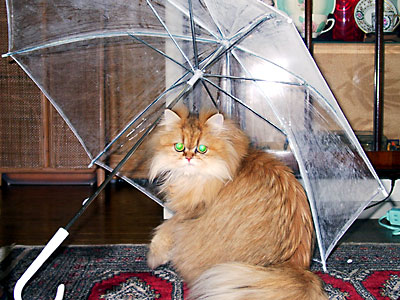 猫, チンチラ・ゴールデン, 来夢, 来喜