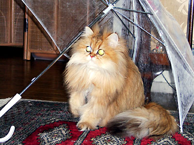 猫, チンチラ・ゴールデン, 来夢, 来喜