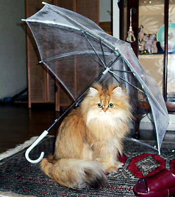 猫, チンチラ・ゴールデン, 来夢, 来喜