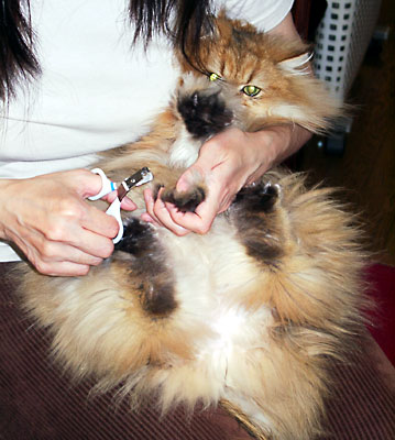 猫, チンチラ・ゴールデン, 来夢, 来喜