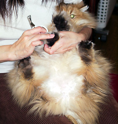 猫, チンチラ・ゴールデン, 来夢, 来喜